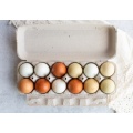 Eco-Friendly Blank Egg Carton for 12 Eggs