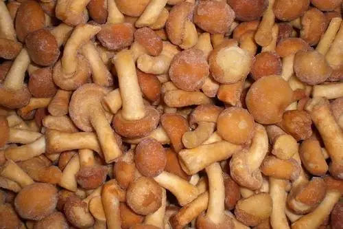 Frozen Mushroom IQF Nameko Whole