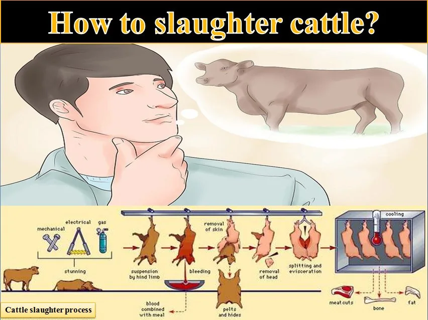 Cattle Slaughtering Line/High Efficiency/Good Tools/Good Machine