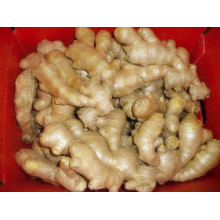 Shandong საჰაერო გამხმარი Ginger