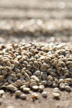 Hali Catimor Green Beans