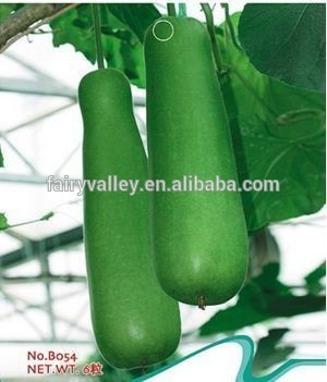 Good quality Bottle Gourd seeds For growing-Stick Bottle Gourd
