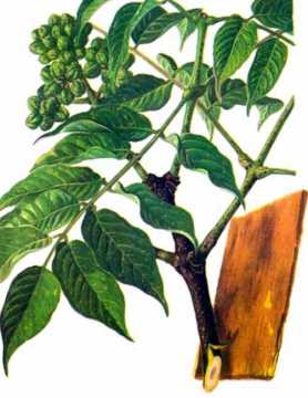 Traditonal Chinese medicine Phellodendri Chinensis Cortex