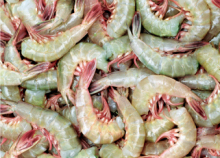 Frozen Headless Sword Shrimp