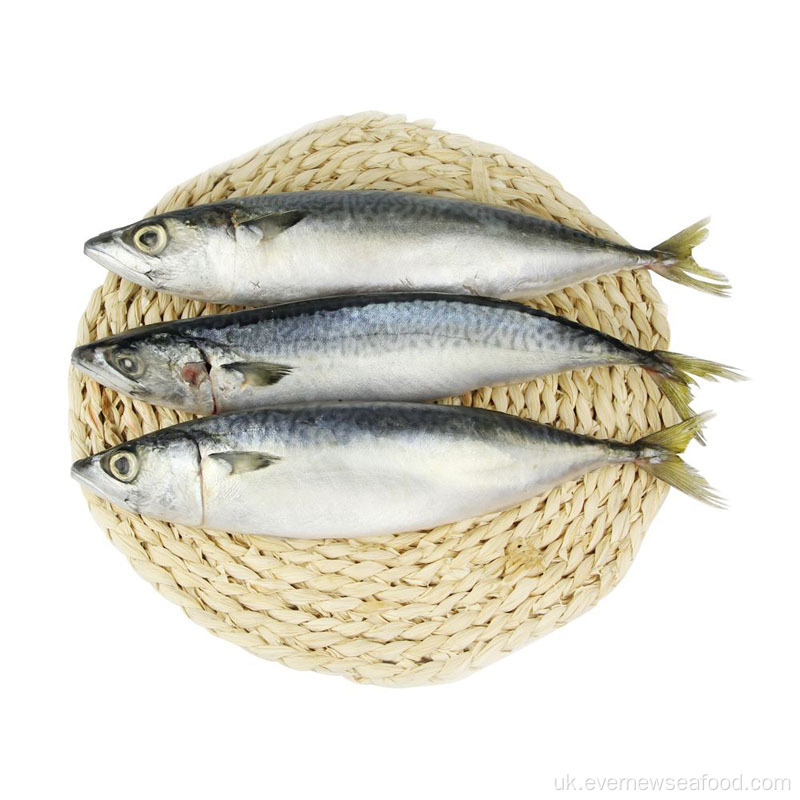 скумбрія заморожена фермерська риба