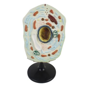 High-Quality PVC Animal Anatomy Cell Models for Medical Study