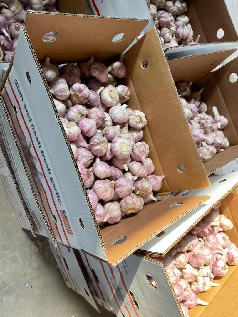 Good Quality garlic from jinxiang