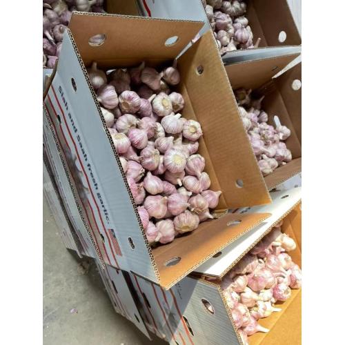 Good Quality garlic from jinxiang