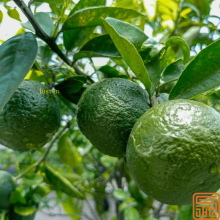 Citrus Aurantium Extract Methyl Hesperidin 94%