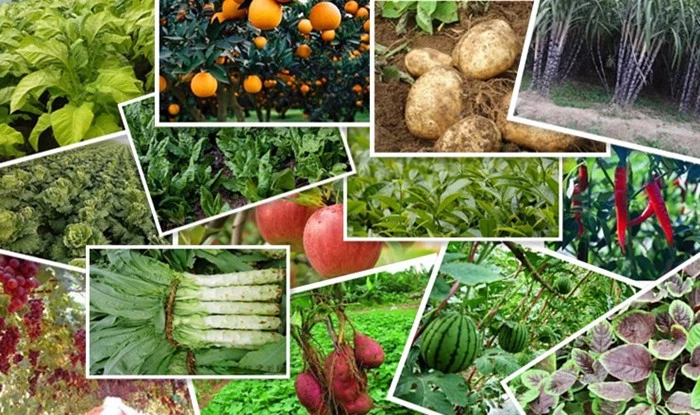 99.8% Water Soluble Sop Fertilizer Potassium Sulfate