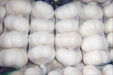 Garlic/Natural garlic import export business opportunity