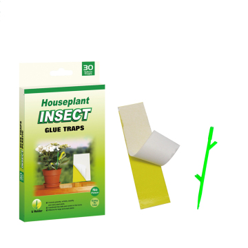 House Plant Insect Glue Traps