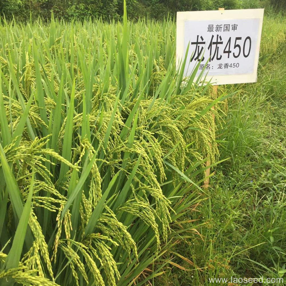 High Quality best Price Rice Seeds
