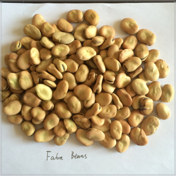 Chinese faba beans fava beans broad bean horse beans for export