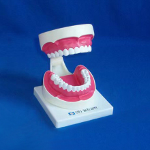 Plastic Dental Care Teeth Model for Dentist Education and Demonstration