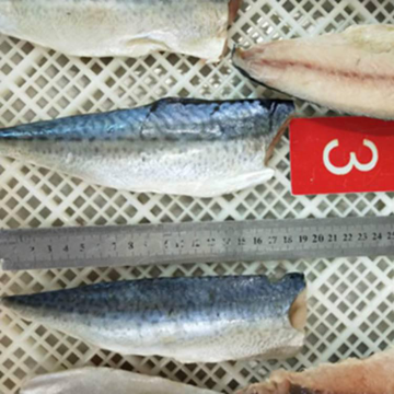IQF Fozen Mackerel Fish Fillets