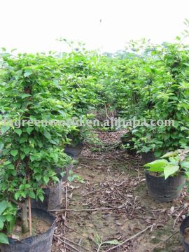 Bougainvillea shrubs