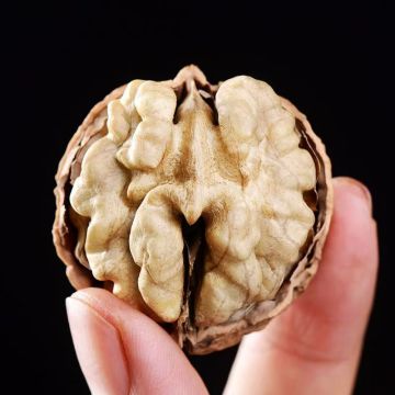 Yunnan Paper-Shell Walnut fruit
