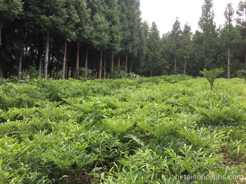 पारंपरिक चीनी हर्ब दवा कॉप्टिस रूट