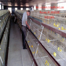 Rich Project Businese Poultry Farm Feed Cage for Chicken Rabbit Dog Pig