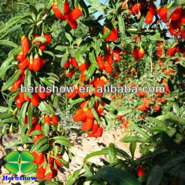 Hot sale Lycium chinense seeds for growing