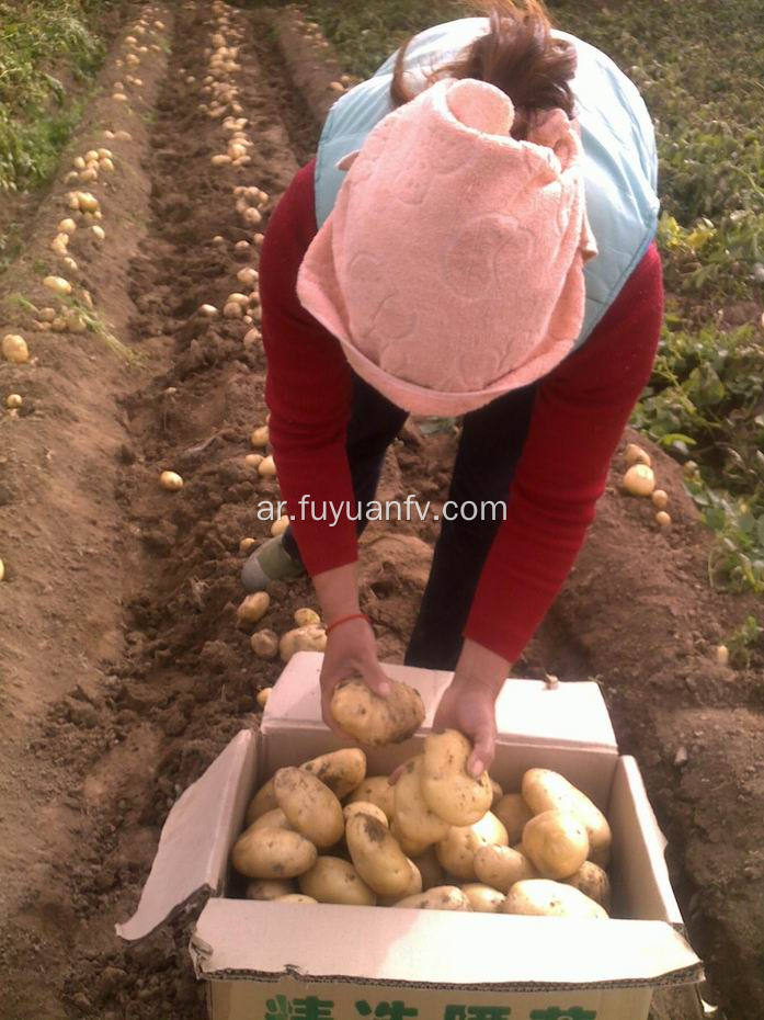 البطاطا الجديدة من 2018 المحاصيل الجديدة