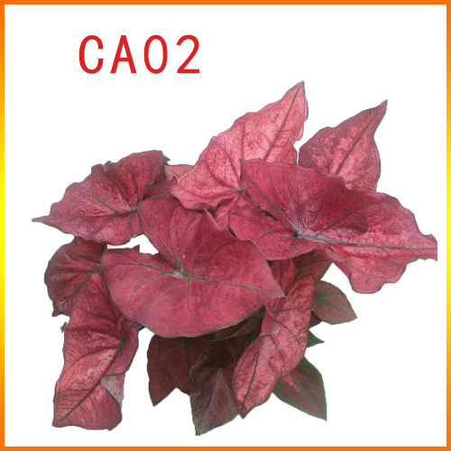 top selling caladium mix factory