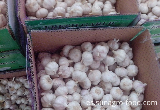 Fresh Garlic In Cartons
