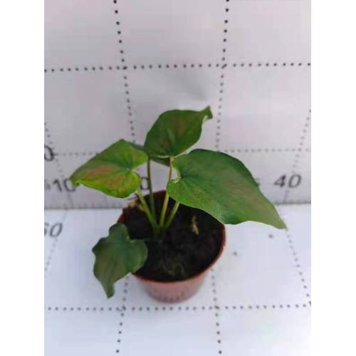 caladium c9 with fast delivery