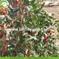 Neue Ernte Super Food getrocknete rohe Goji Beeren