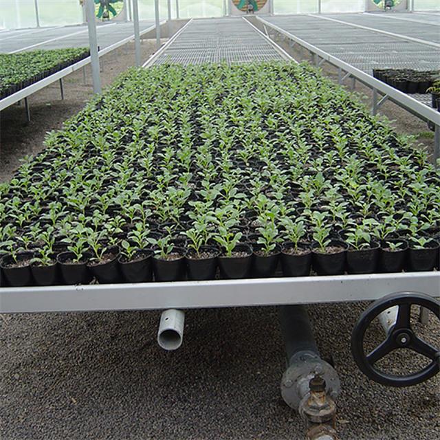 Greenhouse rolling-bed-