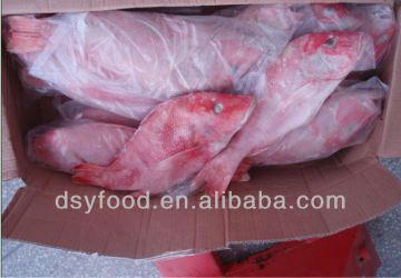 Frozen red snapper(whole round)fish