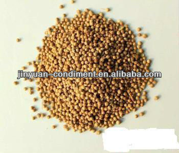 Coriander seeds.