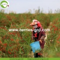 Approvisionnement d&#39;usine Fruits Nutrition Nouvelle arrivée Goji Berry