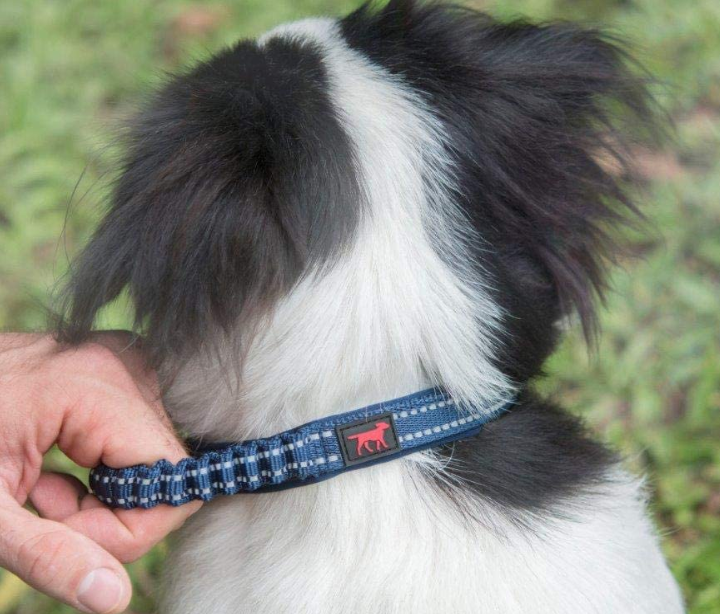 Heavy Duty Dog Collars