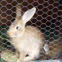 Galvanized Hexagonal Wire Mesh Cage Supplier in Hebei for Aquaculture