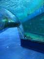 Tunnel dell&#39;acquario acrilico trasparente grande personalizzato