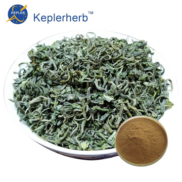 Green Tea Extract Powder