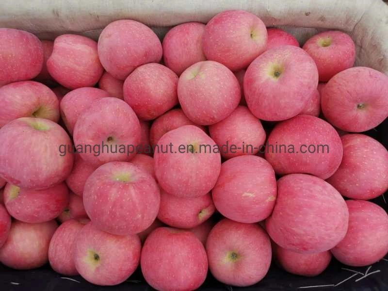 Factory Directly Supply Fresh Red FUJI Apple From Shandong