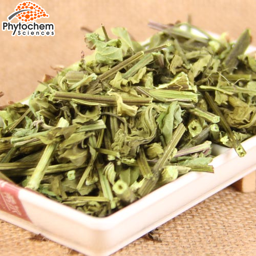Java tea Orthosiphon stamineus Extract Ratio 10 to 1
