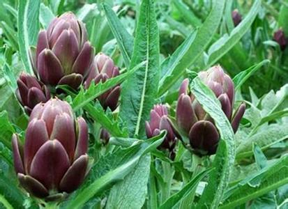 Factory supply  Cynara scolymus L/Artichoke Extract 5 %Cynarin