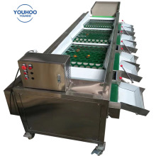 Industrial Mango Sorting and Grading Machine for Yellow and Green Mango Processing