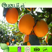 2016 China fresh navel orange, fresh orange wholesale