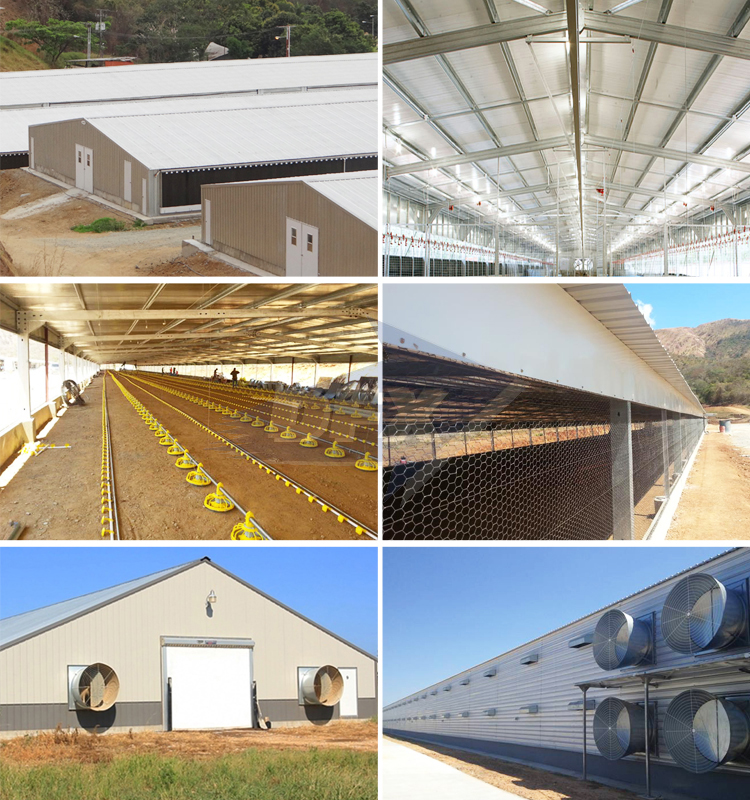 China steel structure broiler poultry farm chicken shed house in turn key design