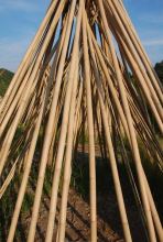 Tonkin Bamboo 002