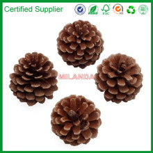 Christmas tree pine cone