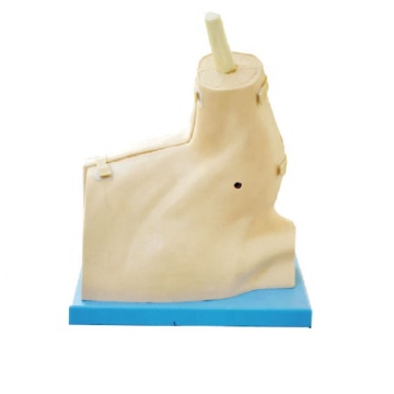 GD/LV77 General Doctor Advanced Shoulder Arthroscopy Model