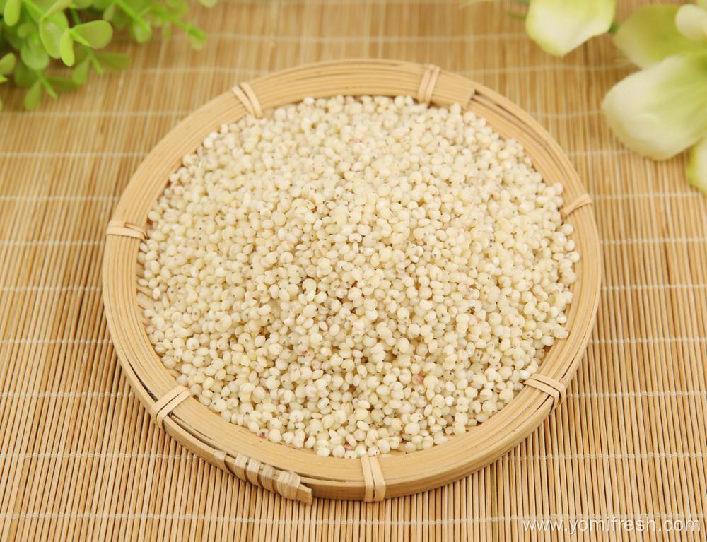 Rice Sorghum