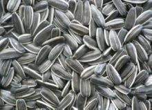 Dried Sunflower Seeds