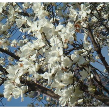 Suministro de fábrica Aceite de magnolia orgánica de alta calidad